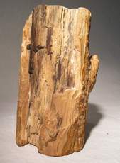 Holz_versteinert_2.jpg